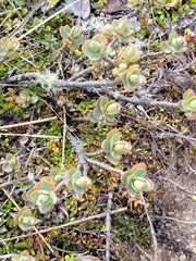 Veronica pinguifolia