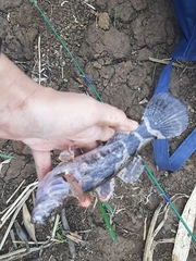 Oxyeleotris marmorata