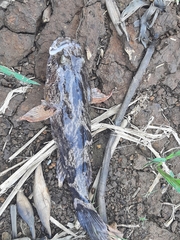 Oxyeleotris marmorata