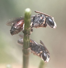 Hylaeus littleri