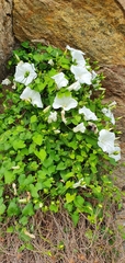 Calystegia tuguriorum
