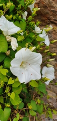 Calystegia tuguriorum