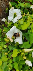 Calystegia tuguriorum