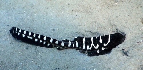 Zebra shark photographed at Baie des Citrons, Nouvelle-Calédonie