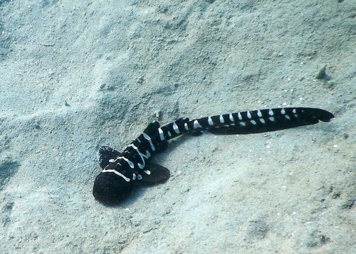 Zebra shark (Stegostoma fasciatum) — Stegostomatidae — 5