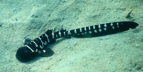 Zebra Shark, photo 6 of 10