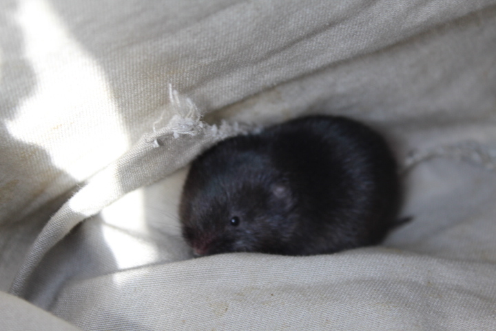 Jalapan Vole