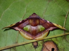 Fascellina pulchracoda