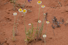 Polycalymma stuartii