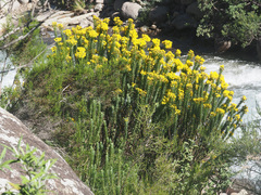 Euryops tysonii