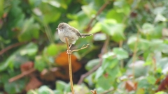 Prinia gracilis