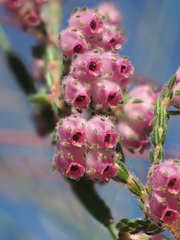 Erica cooperi
