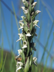Brownleea parviflora