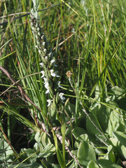 Brownleea parviflora