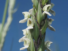 Brownleea parviflora