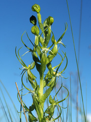 Habenaria cornuta