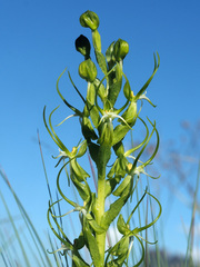 Habenaria cornuta
