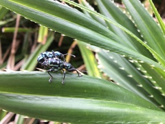 Eupyrgops waltonianus