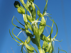 Habenaria cornuta