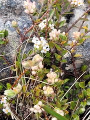 Pimelea oreophila