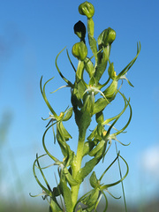 Habenaria cornuta