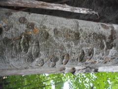 Cryptococcus fagisuga