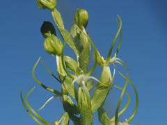 Habenaria cornuta