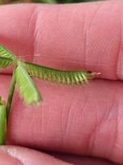 Dactyloctenium aegyptium