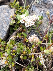 Pimelea oreophila