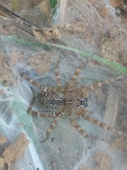 Tegenaria ferruginea