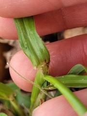 Dactyloctenium aegyptium