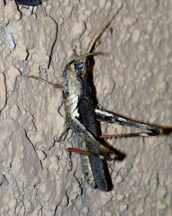 Acantherus piperatus