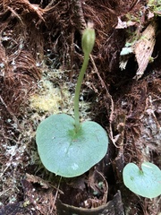 Corybas grumulus