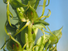 Habenaria lithophila