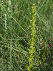 Habenaria lithophila