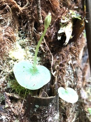 Corybas grumulus