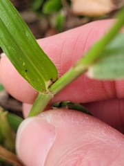 Dactyloctenium aegyptium