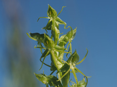 Habenaria lithophila