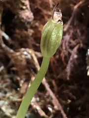 Corybas grumulus