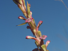 Satyrium neglectum neglectum