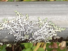 Hypotrachyna sinuosa