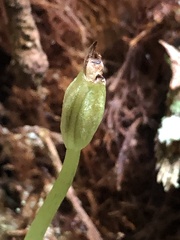 Corybas grumulus