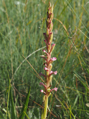 Satyrium neglectum neglectum