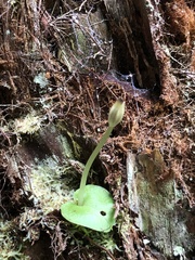 Corybas grumulus