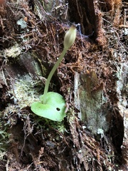 Corybas grumulus