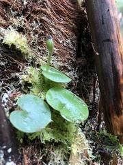 Corybas grumulus