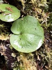 Corybas grumulus