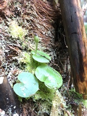 Corybas grumulus