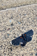 Melanis acroleuca acroleuca