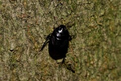 Cydnidae